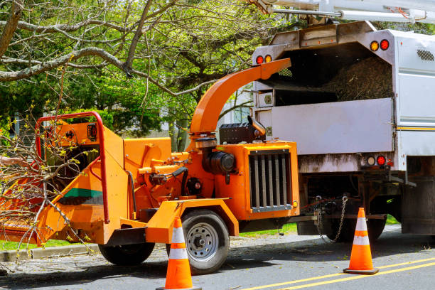 Best Best Tree Removal Services  in USA